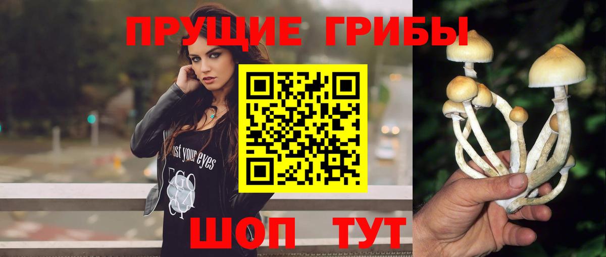 Коряжма  Псилоцибиновые грибы Psilocybe  Вход с VPN 